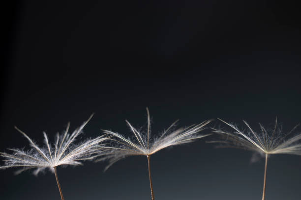 Dandelion seeds, macro, black and white photo.