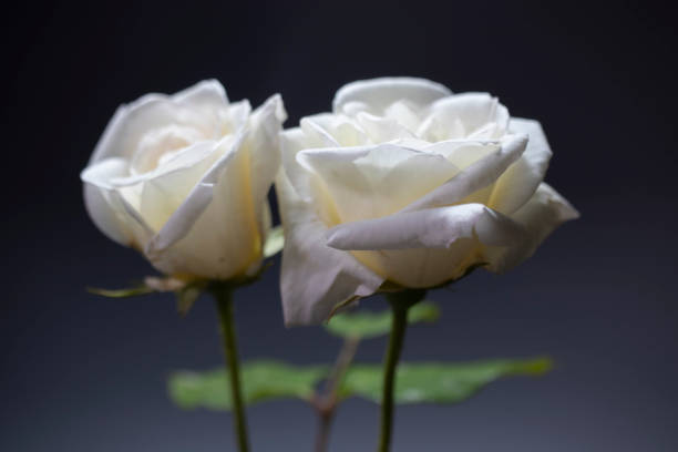 istock Two white roses, close-up macro. isolated on black background. 1421395287