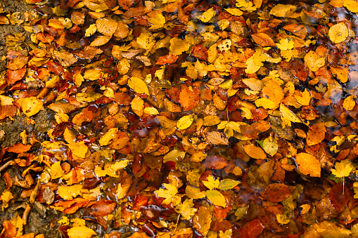 Orange foliage puddle. Bright natural autumn background. The concept of gold, heat and falling. Orange-yellow beech leaves float in the water in close-up. Abstract Design background autumn forest