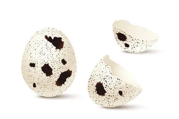 Vector illustration of Whole and broken quail eggs set, 3d realistic cracked eggshell pieces of bird egg