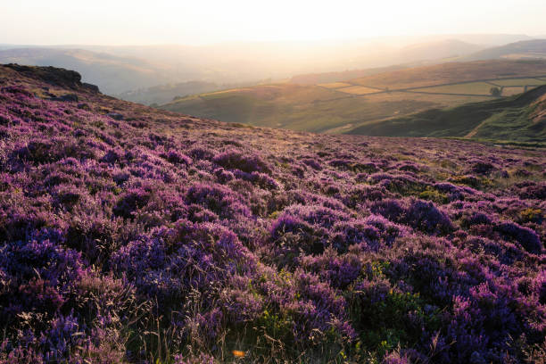 istock Absolutely beautiful sunset landscape image looking from Higger Tor in Peak District across to Hope Vally in late Summer with heather in full purple bloom 1421399183