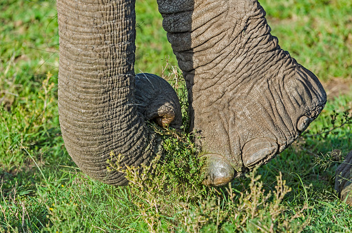The African bush elephant (Loxodonta africana), also known as the African savanna elephant. Masai Mara National Reserve, Kenya. Eating grass with trunk and cutting it off with foot. Feeding.