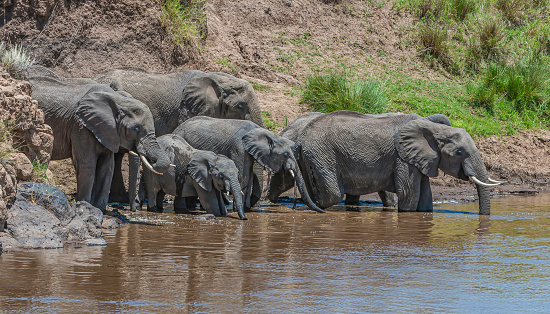 The African bush elephant (Loxodonta africana), also known as the African savanna elephant. Masai Mara National Reserve, Kenya. Bathing and drinking in the Mara River.