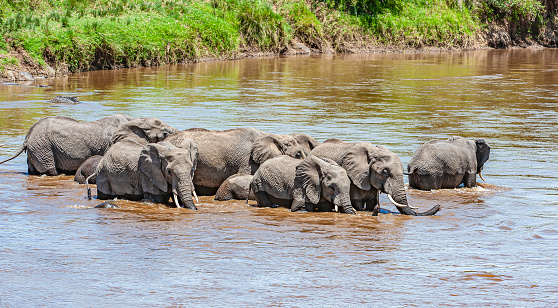 Group of elephants near Palmwag in Namibia, Africa.