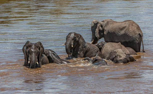 The African bush elephant (Loxodonta africana), also known as the African savanna elephant. Masai Mara National Reserve, Kenya. Bathing and drinking in the Mara River. stock photo