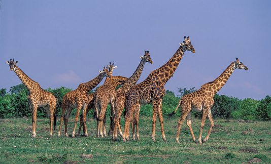 The Masai Giraffe (Giraffa camelopardalis tippelskirchi), also known as the Maasai Giraffe or Kilimanjaro Giraffe, is the largest subspecies of giraffe and the tallest land mammal. Masai Mara National  Reserve, Kenya. Herd of Giraffe.