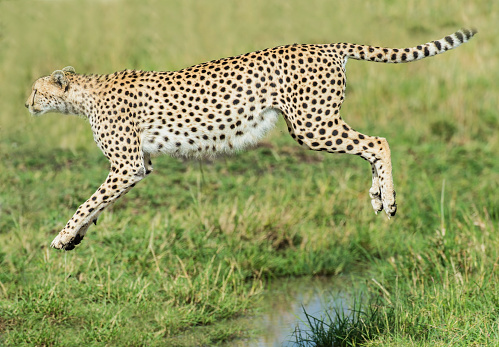 Cheetah, acinonyx jubatus, running