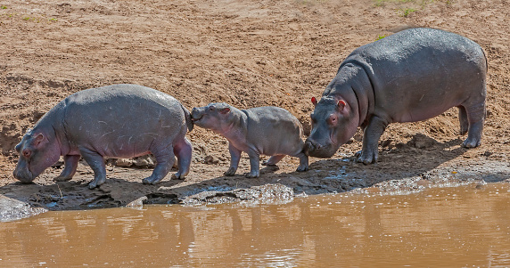 The hippopotamus (Hippopotamus amphibius), or hippo, is a large, mostly herbivorous mammal.  Masai Mara National Reserve, Kenya. Mother and young hippo out of the water.
