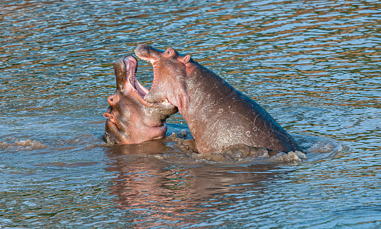 The hippopotamus (Hippopotamus amphibius), or hippo, is a large, mostly herbivorous mammal in sub-Saharan Africa. Masai Mara National Reserve, Kenya. Two animals playing with open mouths in the water.