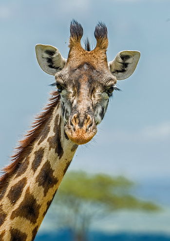 The Masai Giraffe (Giraffa camelopardalis tippelskirchi), also known as the Maasai Giraffe or Kilimanjaro Giraffe, is the largest subspecies of giraffe and the tallest land mammal. Masai Mara National  Reserve, Kenya. Close-up of head.