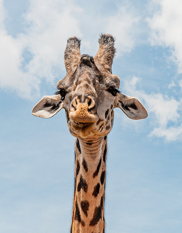 The Masai Giraffe (Giraffa camelopardalis tippelskirchi), also known as the Maasai Giraffe or Kilimanjaro Giraffe, is the largest subspecies of giraffe and the tallest land mammal. Masai Mara National  Reserve, Kenya. Close-up of head.