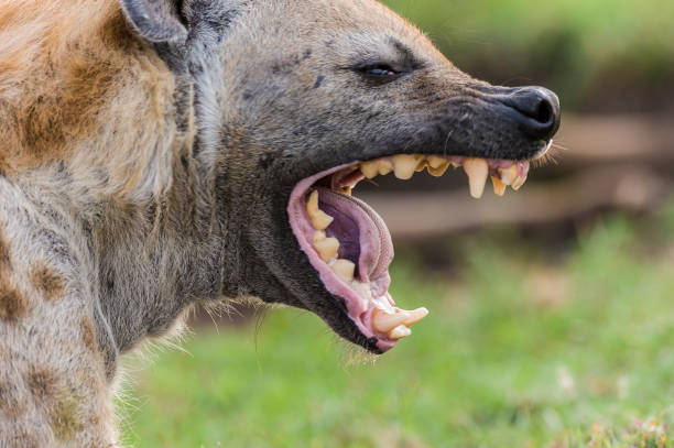 The spotted hyena (Crocuta crocuta), also known as the laughing hyena or tiger wolf, is a species of hyena native to Sub-Saharan Africa. Masai Mara National Reserve, Kenya. Mouth open wide showing its teeth from anterior to posterior. stock photo
