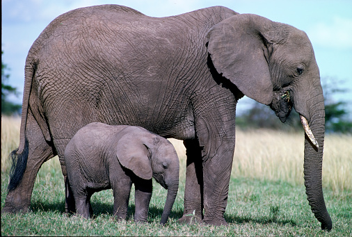 African bush elephant (Loxodonta africana), also known as the African savanna elephant. Mother and young calf. Masai Mara National Reserve, Kenya.