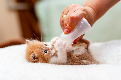 Feeding kitten with tiny milk bottle, tiny cat drinking milk from a bottle.