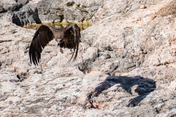 buitre negro volador aegypius monachus. primer plano - cinereous fotografías e imágenes de stock