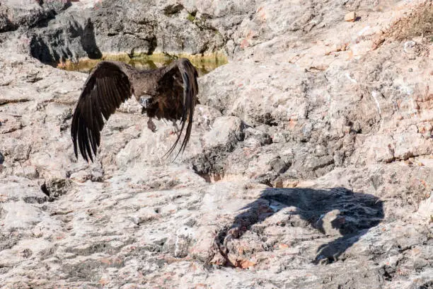 Flying black vulture Aegypius monachus. Close up.