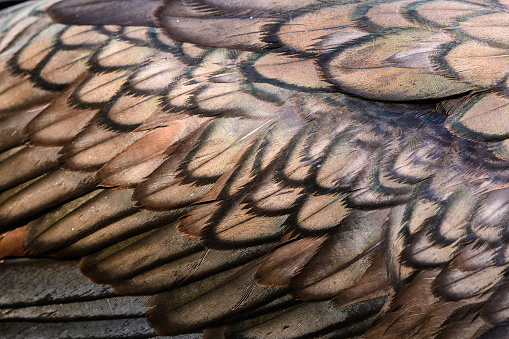 Cormorant, Phalacrocorax carbo. Cormorant feather close-up.