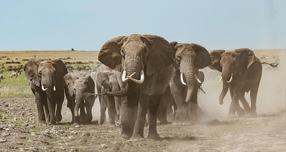 The African bush elephant (Loxodonta africana), also known as the African savanna elephant. Masai Mara National Reserve, Kenya. The herd charging toward the camera with trumpet sounds and lots of dust.