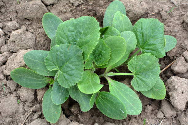 istock Young courgette, zucchini seedlings grow in the open ground 1421402515