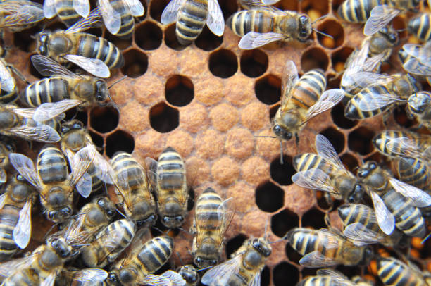 istock Honey bees on a honeycomb with a closed distribution 1421402544