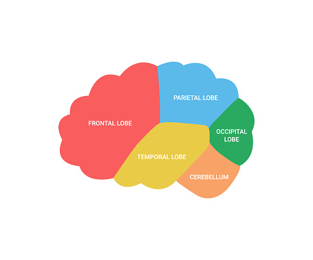 Lobes of brain human side view, cerebrum organ. Different areas of brain, frontal, parietal, occipital, temporal lobe and cerebellum. Cerebrum health. Vector