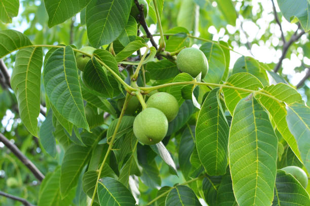 istock On a tree branch is a walnut that ripens with a green shell 1421404255