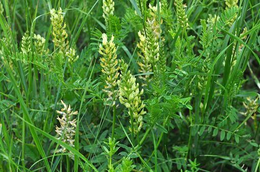 Astragalus cicer grows among the grasses in the wild