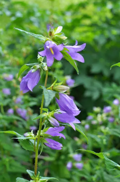 In the wild, bluebells (Campanula bononiensis) bloom among the grasses