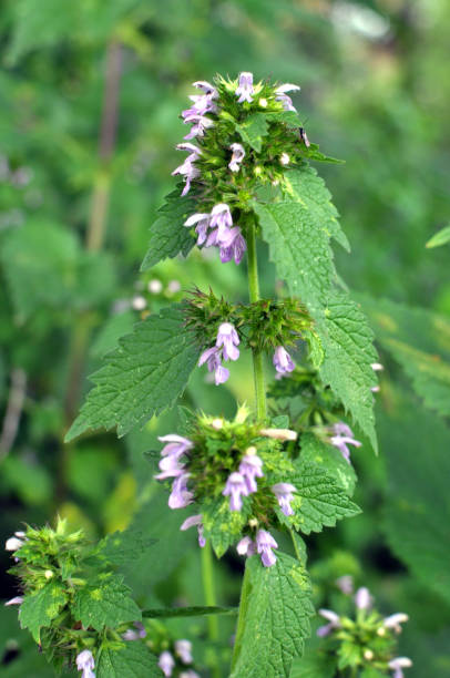istock Ballota nigra grows in nature 1421404406