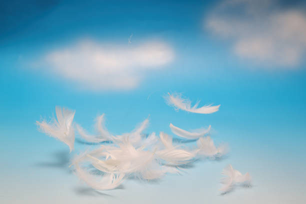 istock White feathers isolated on a blue sly background. 1421404670