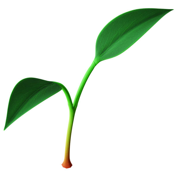 Cartoon green trees isolated on white background. Colorful modern minimalistic concept render. Stylized funny children clay, plastic or soft toy. Realistic fashion 3d illustration.