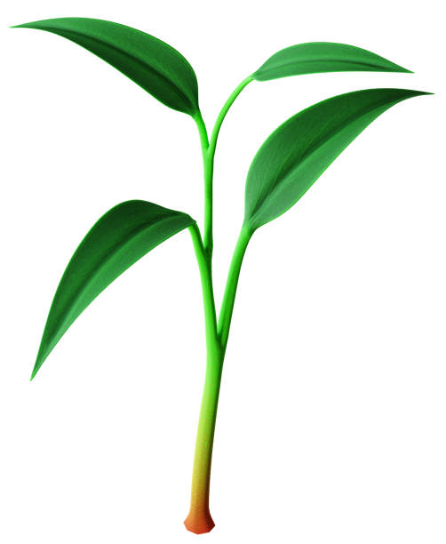 istock Realistic detailed green plant seedling growing. Three leafs. 3D render. 1421406064
