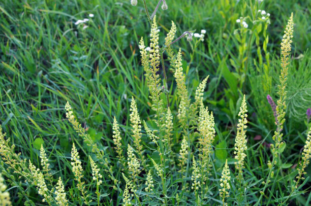 Reseda lutea as a weed growing in the field Reseda lutea grows like a weed in the field reseda lutea stock pictures, royalty-free photos & images