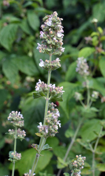 istock Lemon balm flowers are blooming  (Melissa officinalis) 1421406413