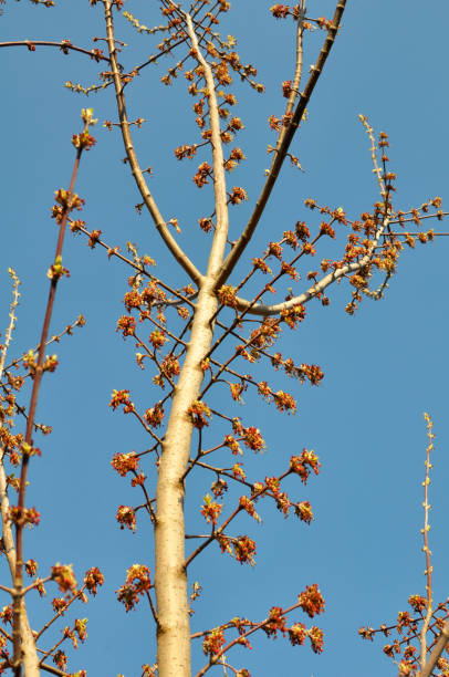 istock In nature, the ash maple (Acer negundo) blooms 1421406433