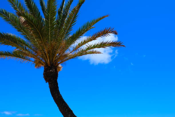 istock Single palm hanging over beach on Oahu HI 1421406805