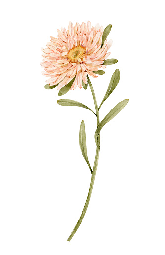 gently pink aster flower on a white background watercolor. hand painted for design and invitations.