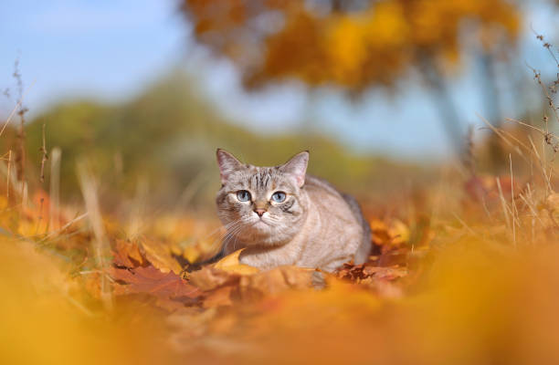Tabby cat laying in the autumn foliage