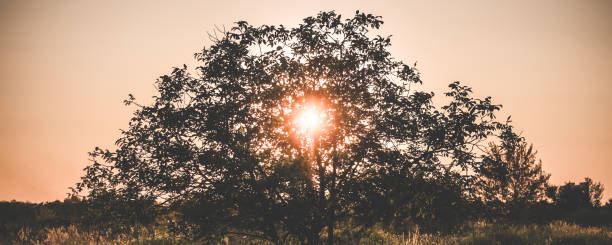 The crown of an ash tree lets the rays of the setting sun through itself