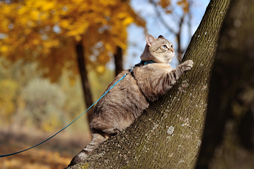 Cat walking on the leash climbing thetree