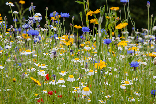 A colourful variety of wild flowers in a garden in England in summer