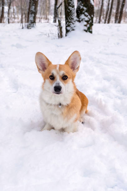 istock Welsh Corgi Pembroke in the winter forest 1421412132