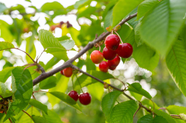 istock Ripe cherries on a tree branch 1421412660
