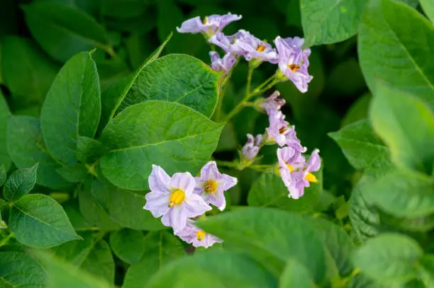 potato bush in the vegetable garden, leaves of a growing plant close-up