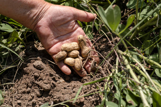 토양에서 신선한 유기농 땅콩을 수확하는 손. - peanut peanut crops plant root 뉴스 사진 이미지