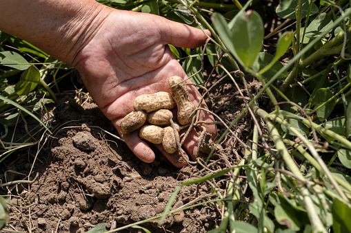 Peanut - Food, Peanut - Crop, Agricultural Field, Crop - Plant, Harvesting