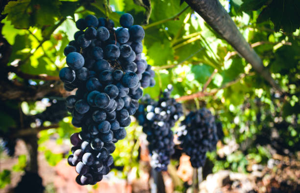 black grapes hanging on the vine - vineyard ripe crop vine imagens e fotografias de stock