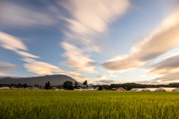 A wide angle view looking over rice fields towards Mt. Iwate in Iwate Prefecture at sunrise with clouds blurred across the sky.