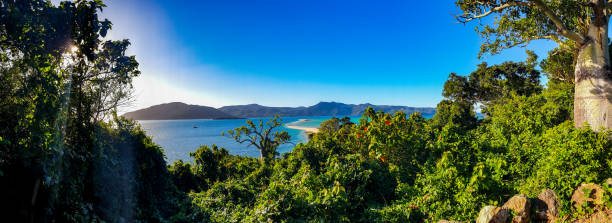 Jungle lookout from island with bottletree