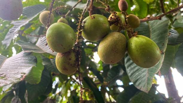 istock the matoa tree is bearing fruit in a beautiful garden 1421415774